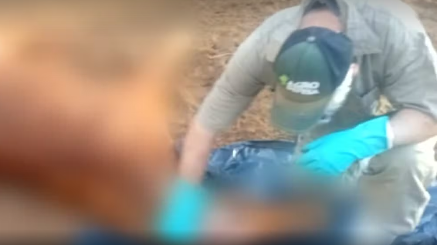 Sete cavalos morrem após serem mordidos por morcegos e infectados com raiva em Goiás